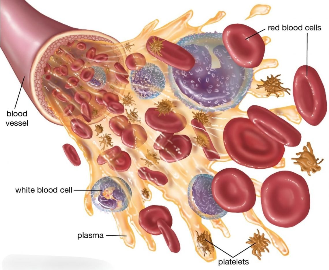 Mcq On Blood Corpuscles Class For Neet Biologysir