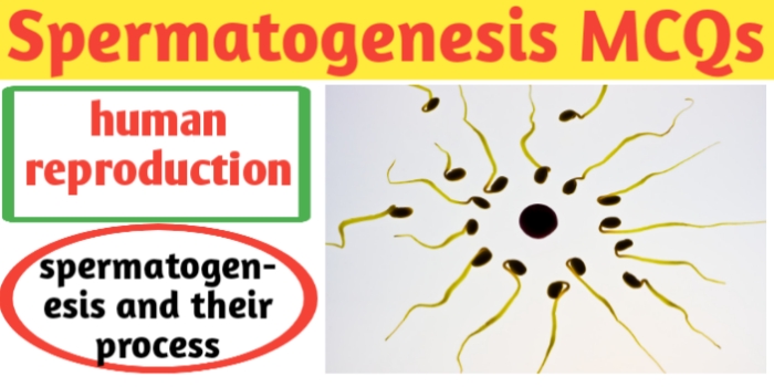 ■ Spermatogenesis MCQs with answers for neet-CBSE-JAC exams