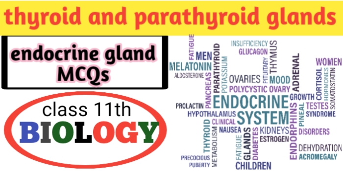 thyroid and parathyroid glands MCQs with answers for neet-CBSE-JAC exams