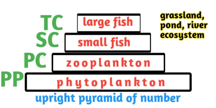 Ecological pyramid-definition types and example