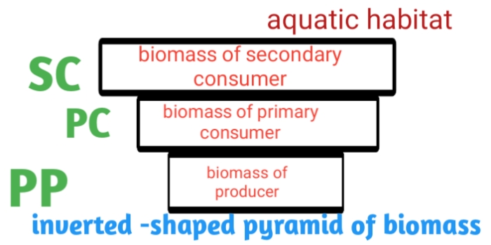 Ecological pyramid-definition types and example