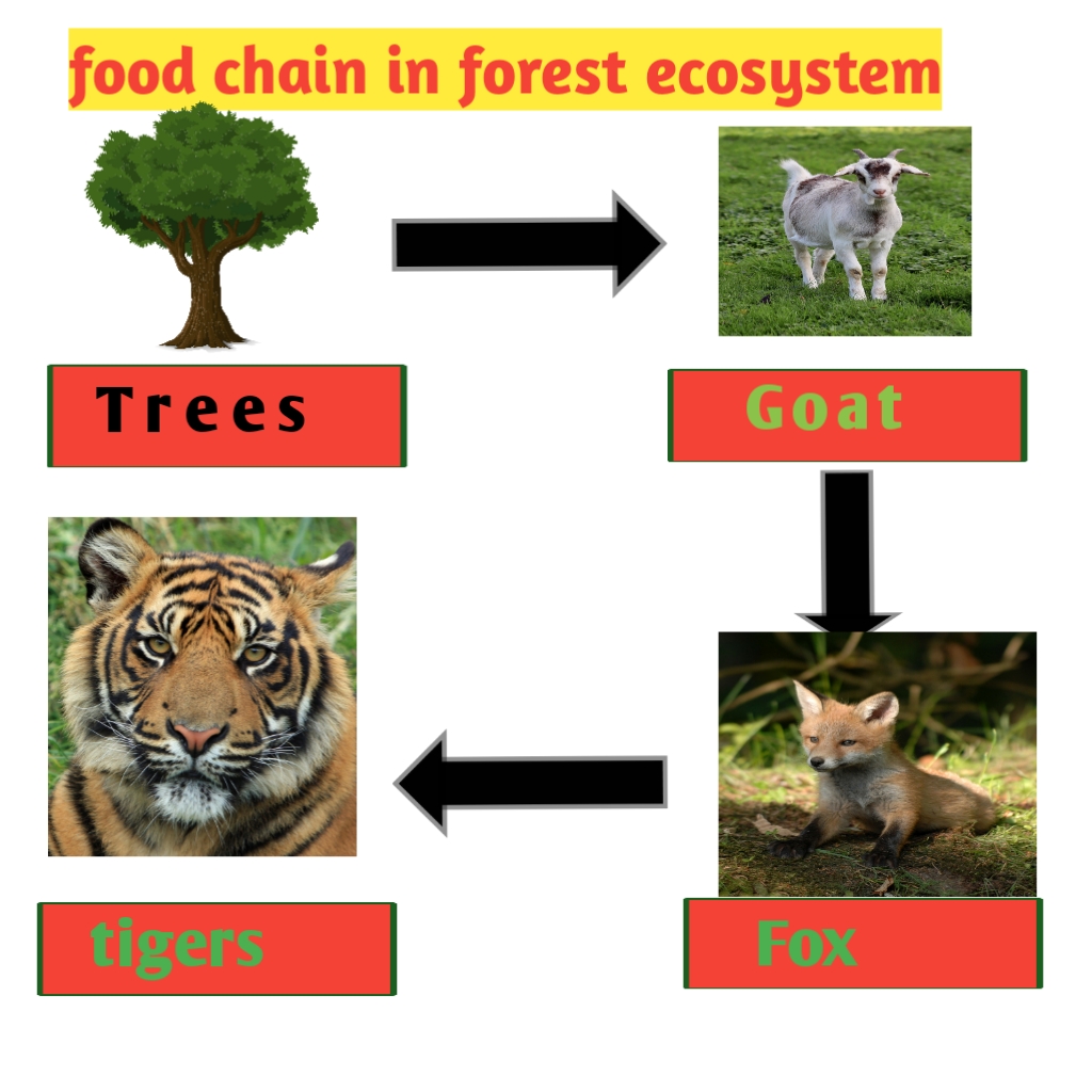 Food chain and Food Web ,definition, diagram and examples - Biologysir