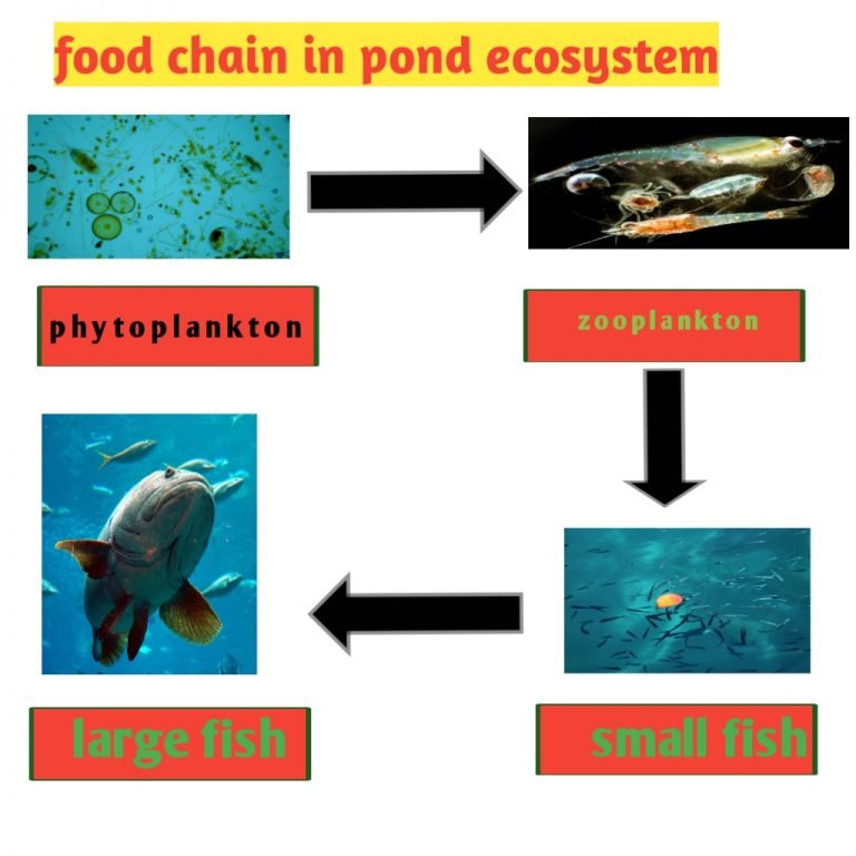 Food chain definition for class 3