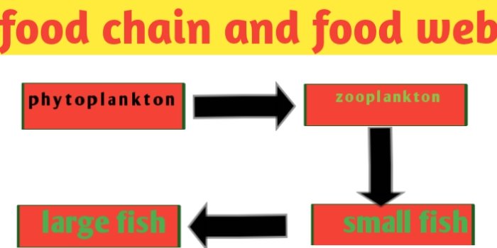 Food chain and Food Web ,definition, diagram and examples