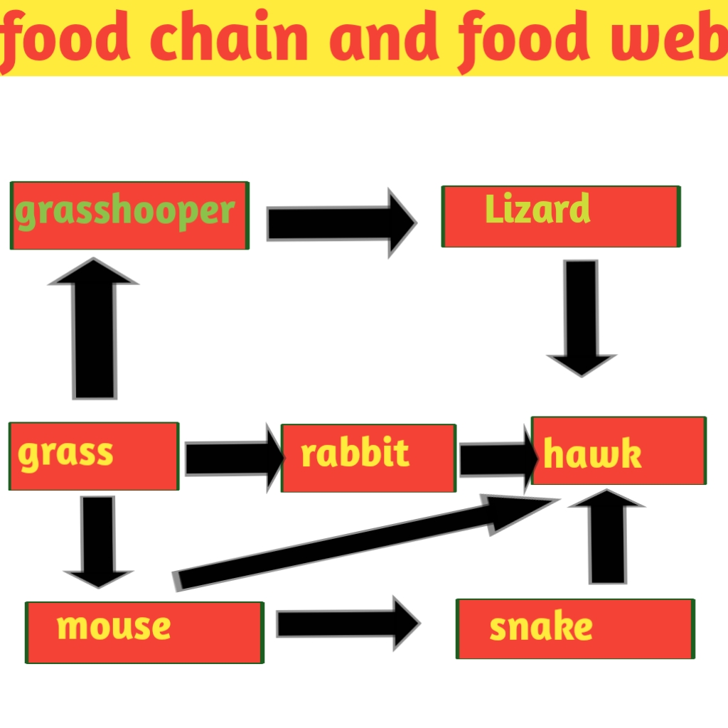 Food chain and Food Web ,definition, diagram and examples