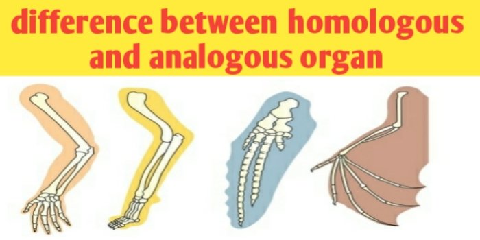 What are the difference between homologous and analogous organ