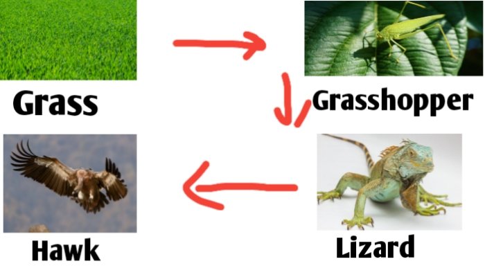 Food Chain And Food Web Definition Diagram And Examples Biologysir