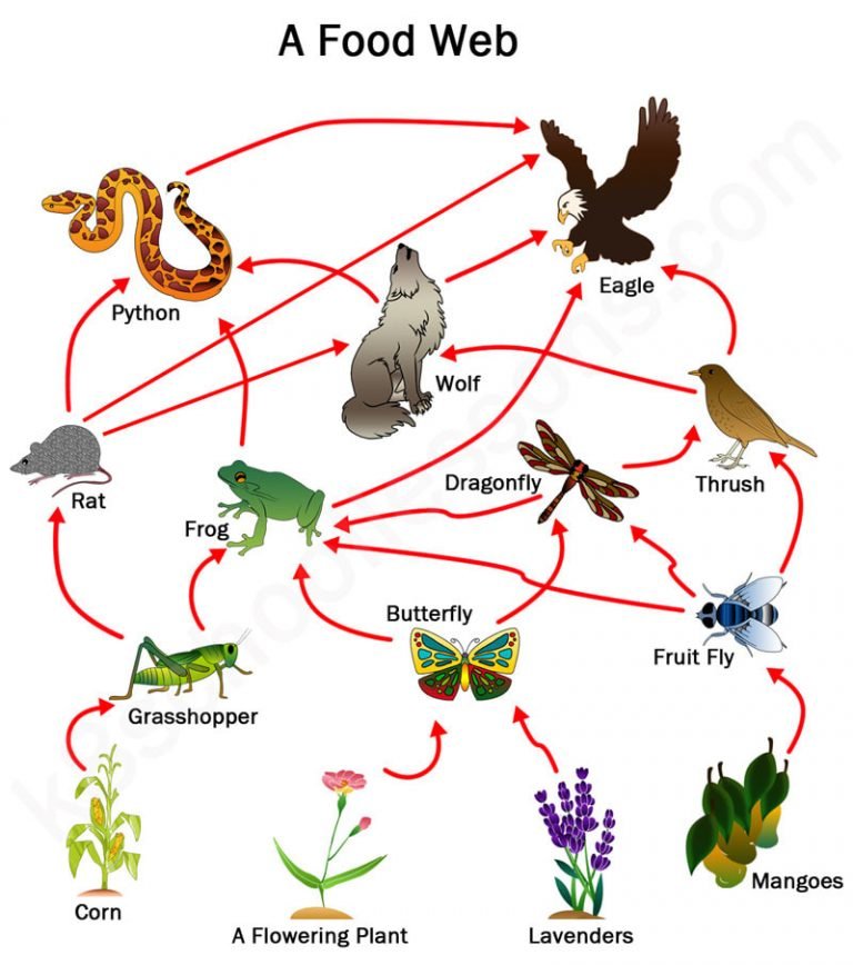 Food chain and Food Web ,definition, diagram and examples - Biologysir