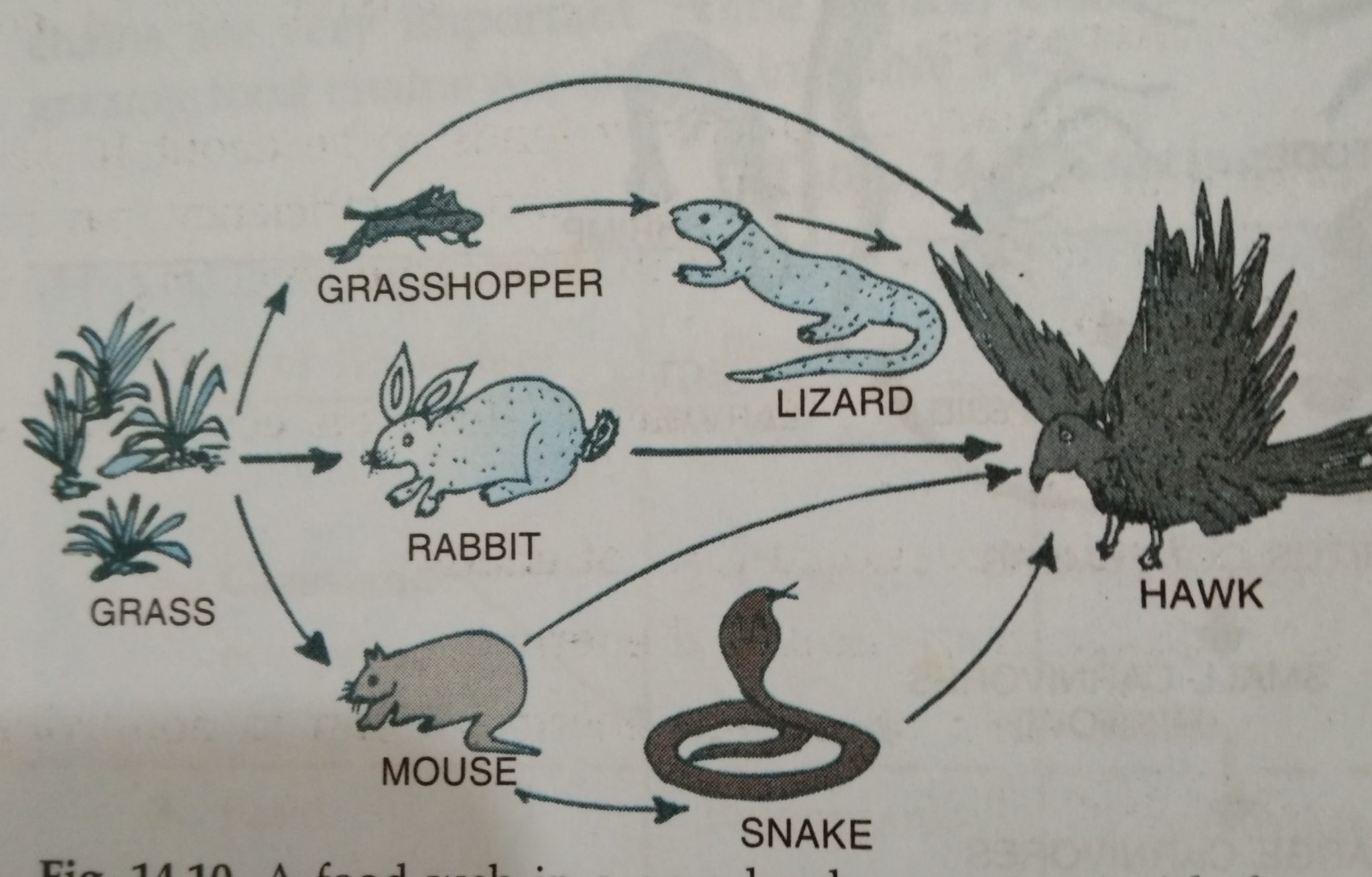 what is food chain in short answer
