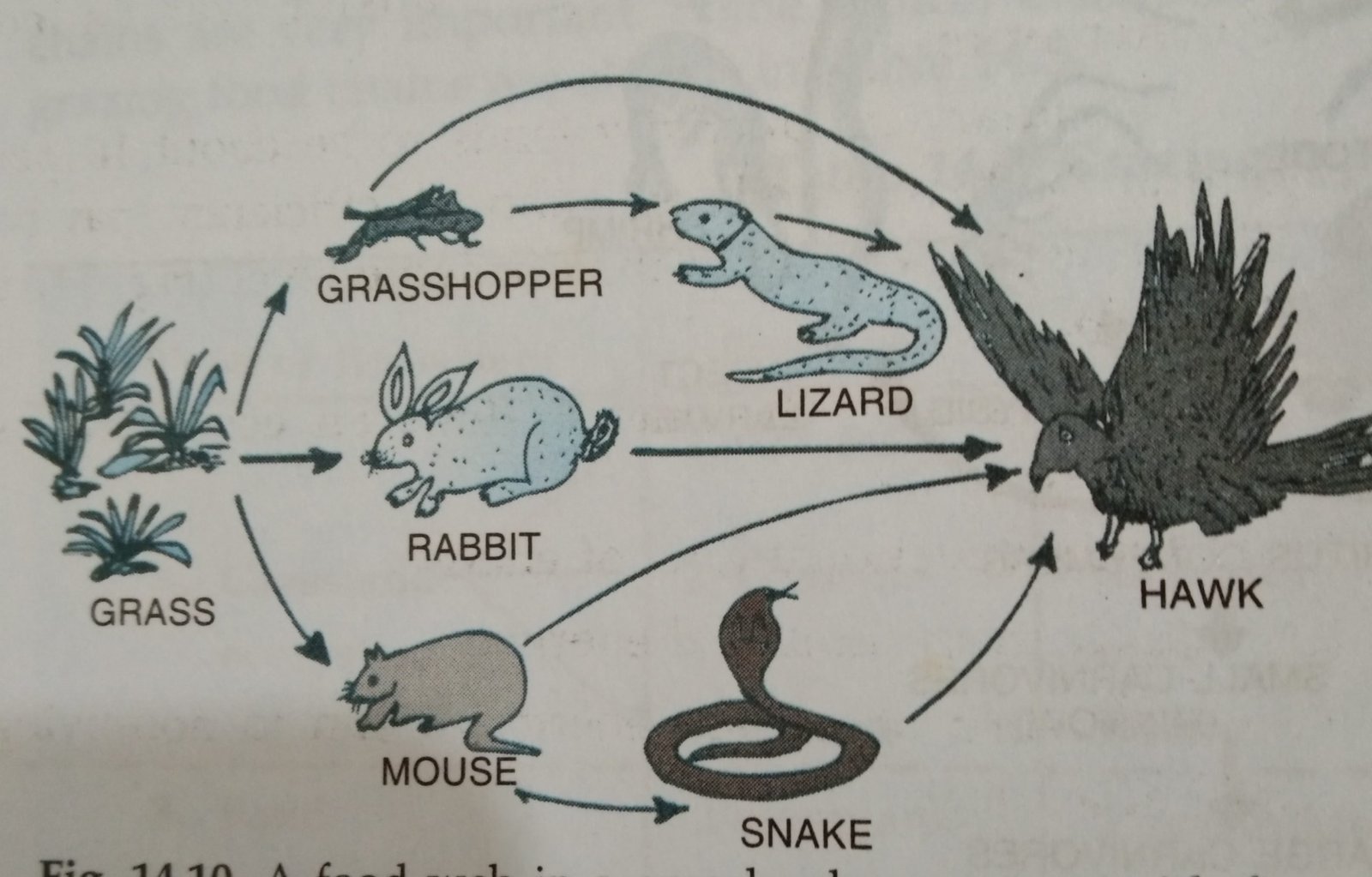 simple food web labeled