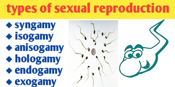 Types of sexual reproduction and sexual reproduction definition