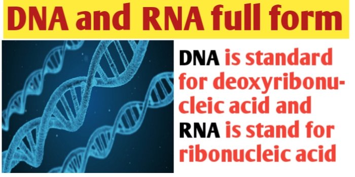  What Is The Full Form Of DNA And RNA Biologysir