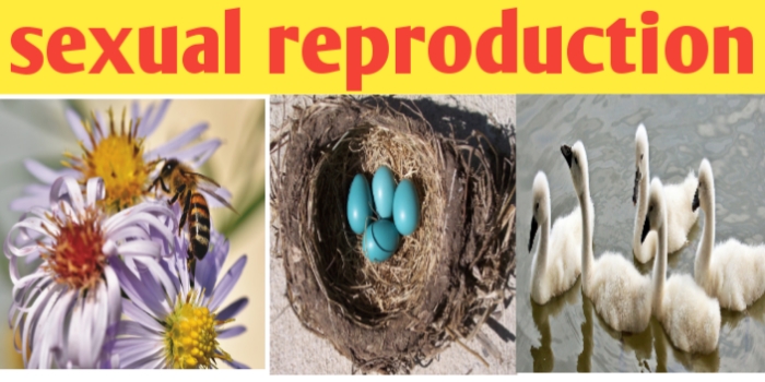 Sexual reproduction definition process advantages and types