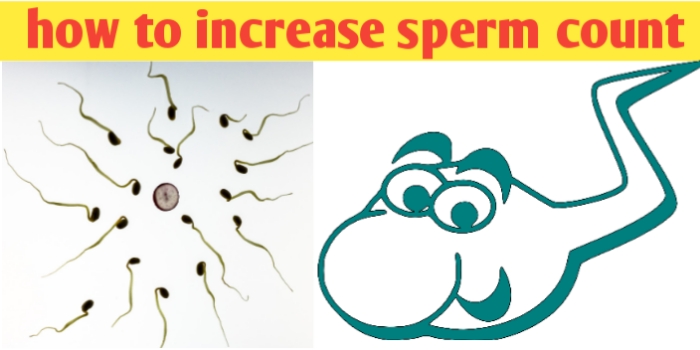 How sperm count increases and boost male fertility