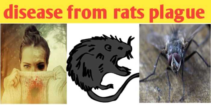 Disease from rats plague and hantavirus pulmonary syndrome
