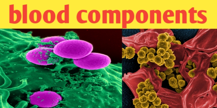 blood components: RBCs, WBCs, Plasma and platelets