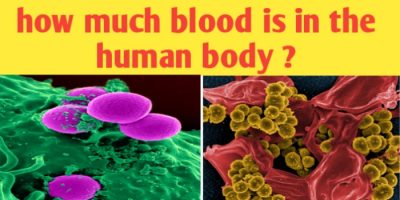 How much blood is in the human body ?