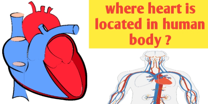Where heart is located in human body ?