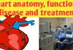 Heart: anatomy, physiology, location, disease and treatment