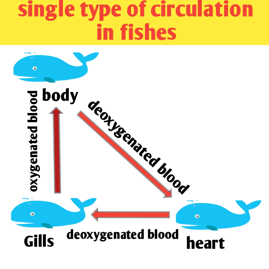 Fishes heart and single type of circulation