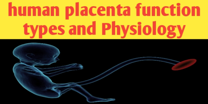 Human placenta meaning, types, physiology and function