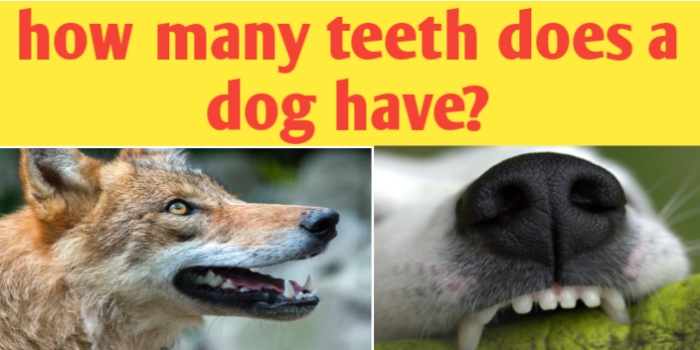 How many teeth does a dog have ?