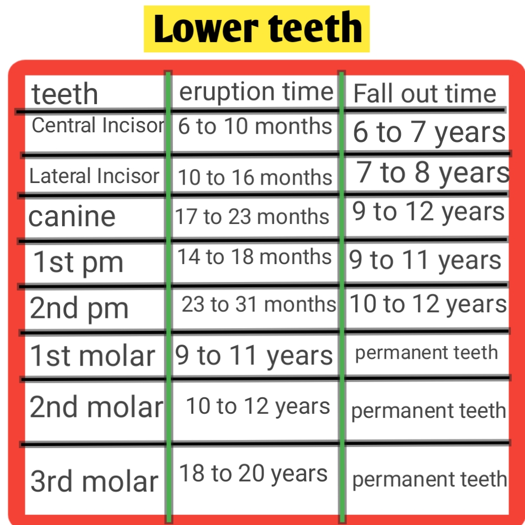 How many teeth does a child have in their mouth?