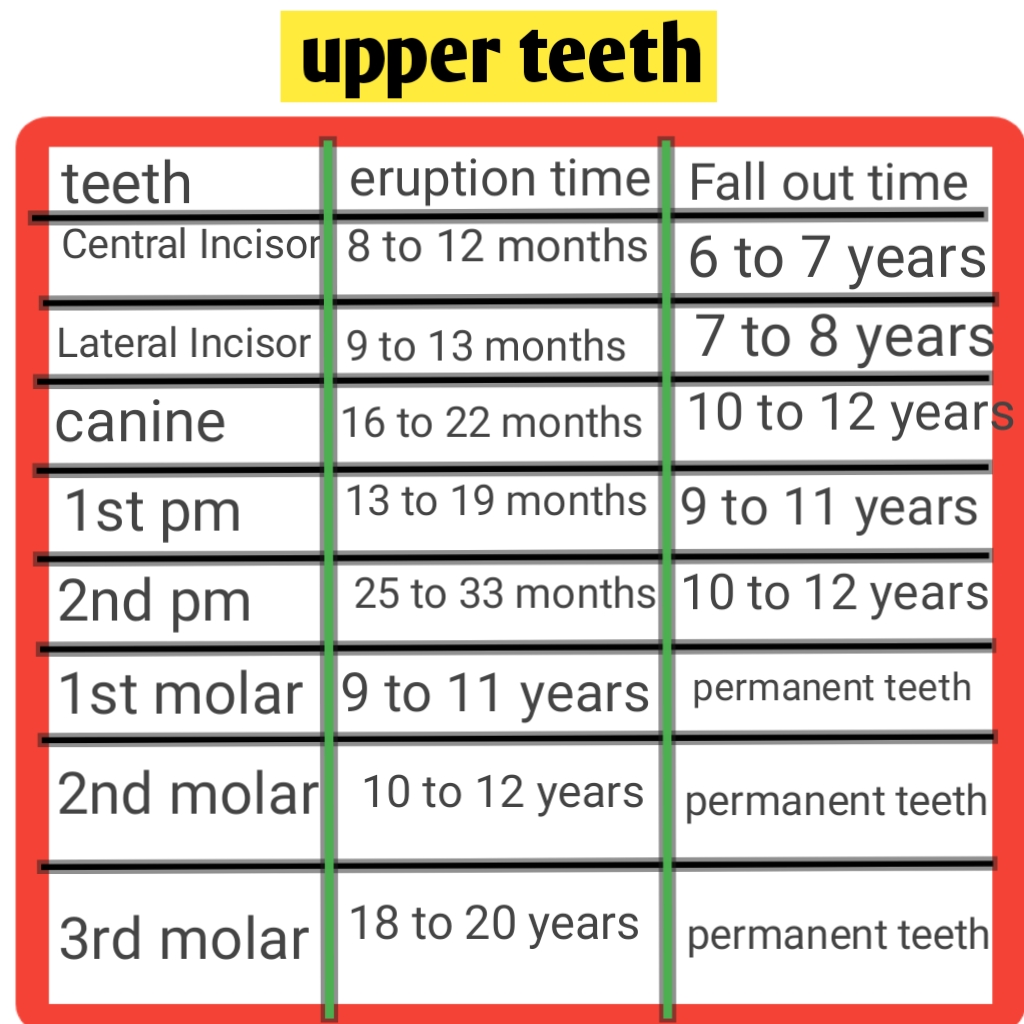 How many teeth does a child have in their mouth?