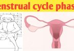 Menstrual cycle phases: menstruation,ovulation and hormones