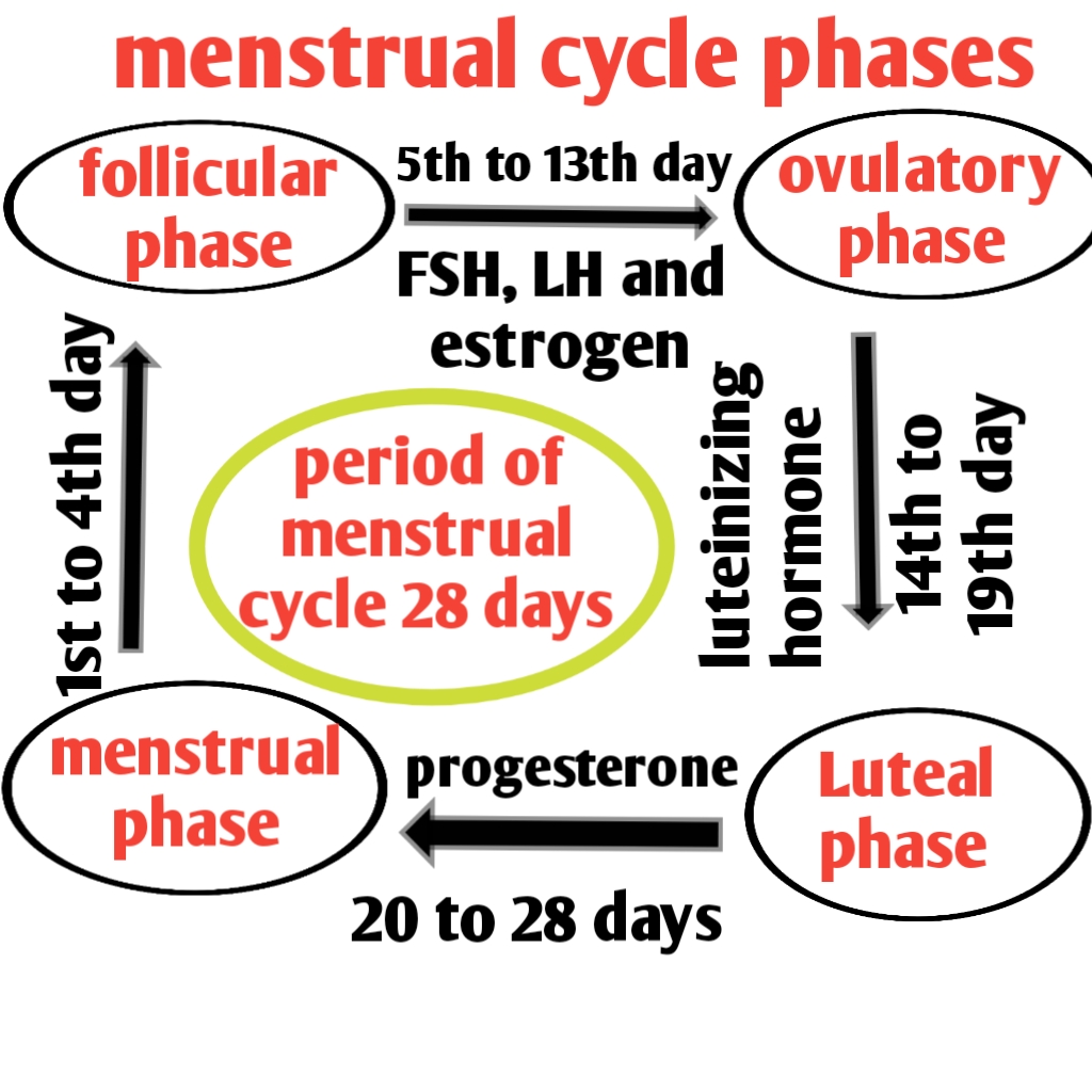 Menstrual cycle phases: menstruation,ovulation and hormones