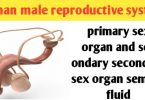 Male reproductive system: organs, diagram and function