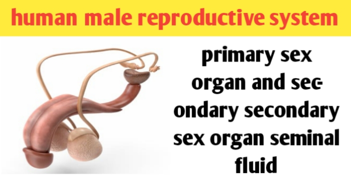 Male reproductive system: organs, diagram and function