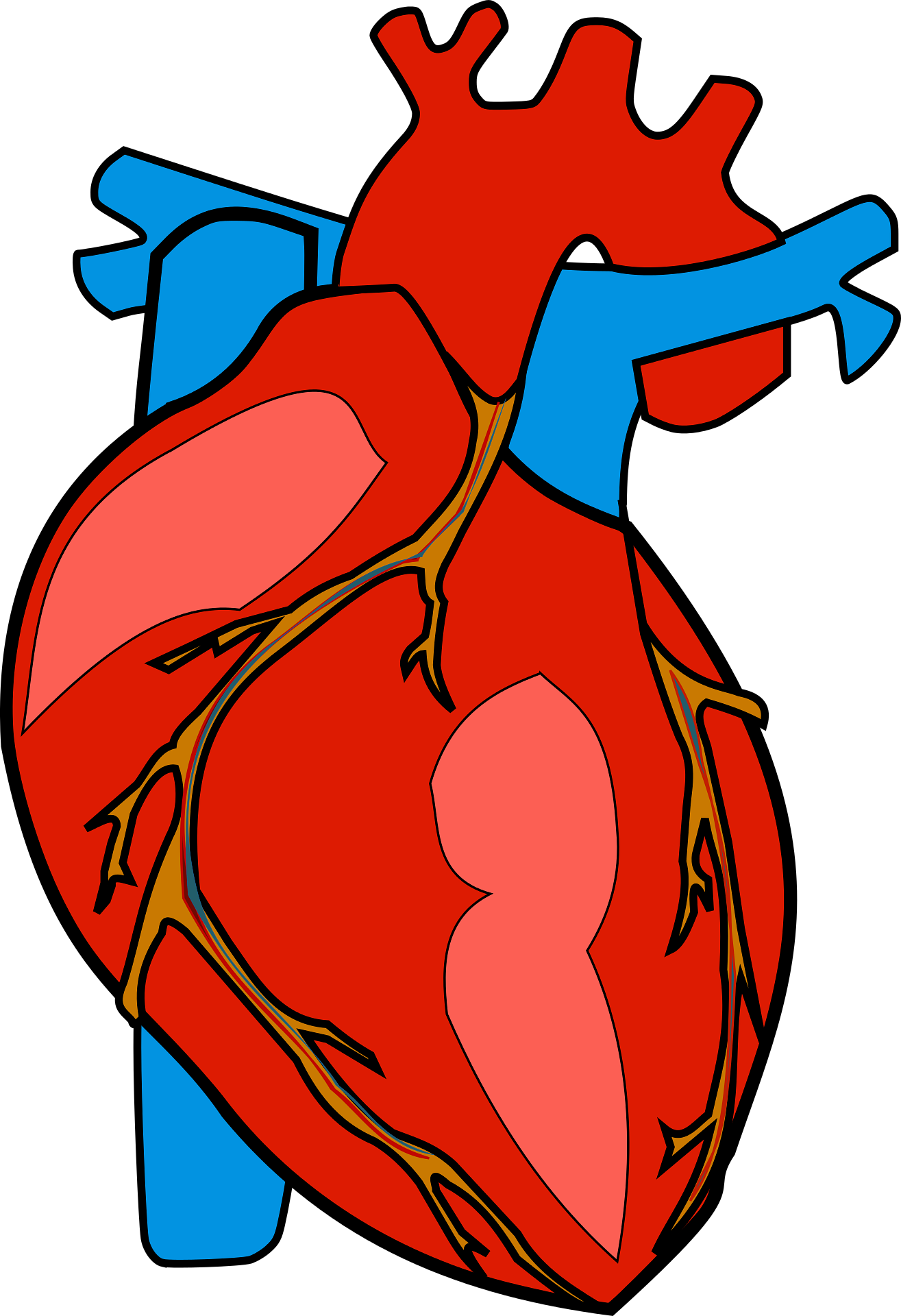Human heart image or picture