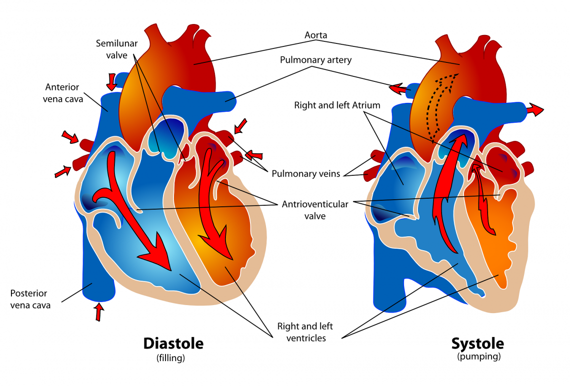 Heart: anatomy, physiology, location, disease and treatment - Biologysir