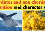 Chordate and non Chordate Difference | characteristics and facts