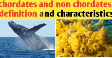 Chordate and non Chordate Difference | characteristics and facts