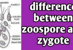 What are differences between Zoospore and Zygote