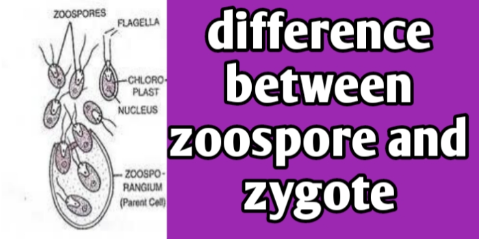 What are differences between Zoospore and Zygote