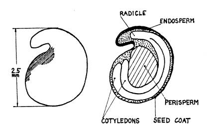 Perispermic seed examples