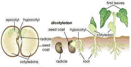 Epicotyl and hypocotyl in seed differences, function and definition