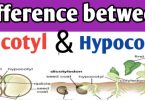 Epicotyl and hypocotyl in seed differences, function and definition