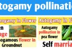 Autogamy pollination definition and example with diagram