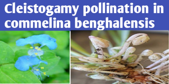 Cleistogamy pollination in Commelina benghalensis