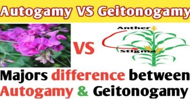 Autogamy and geitonogamy difference | Autogamy | Geitonogamy
