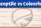 Coleoptile and coleorhiza difference, definition & function