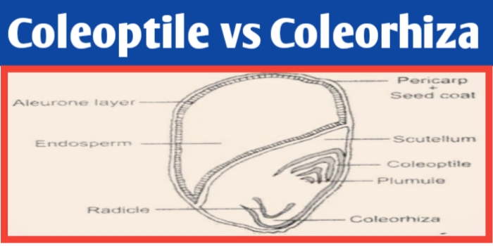 Coleoptile and coleorhiza difference, definition & function