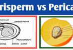 Perisperm and Pericarp difference, definition & function