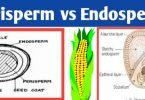 Difference between perisperm and endosperm