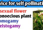 Device favouring self pollination in angiosperm is