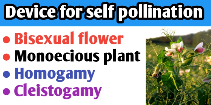 Device favouring self pollination in angiosperm is